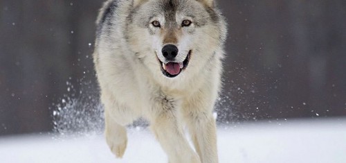 Gray Wolf Minnesota