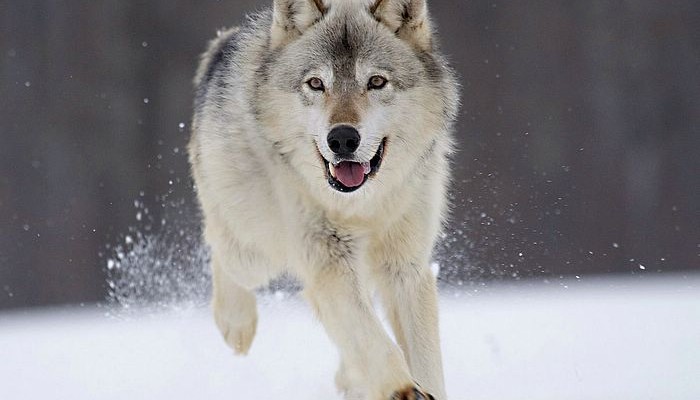 Gray Wolf Minnesota