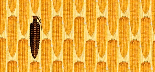 monsanto-s-gmo-corn-threatens