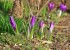 800px-Krokusse_violett